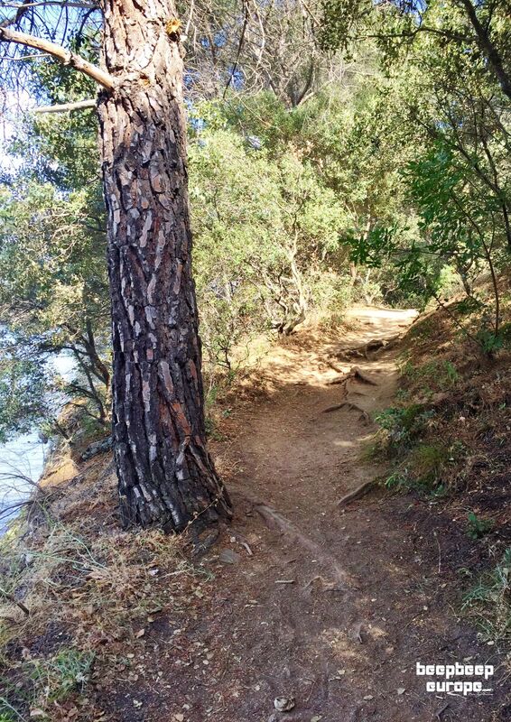 On a rugged, rocky, uneven and earthy track the trunk of a tall pine tree is to the left with lots of dry bushes and trees ahead.