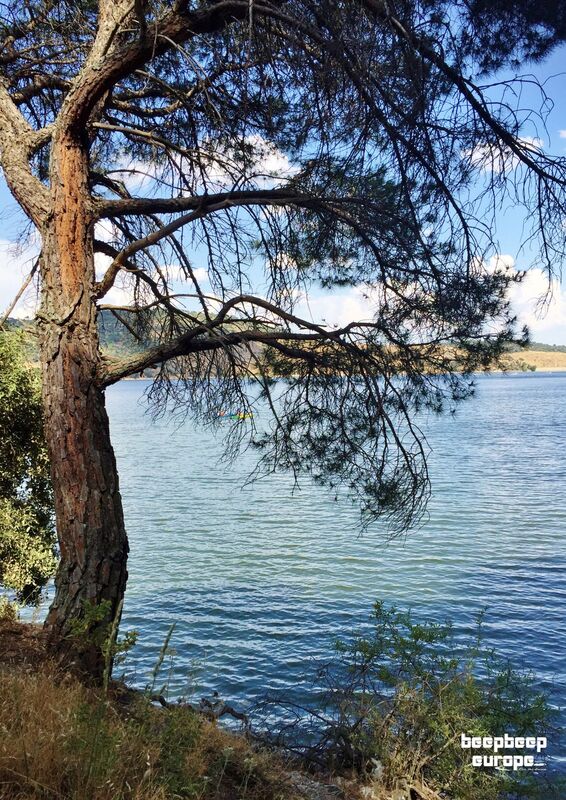 A tall tree stands proudly at the water's edge with its branches overhanging onto a beautiful blue lake surrounded by hills.