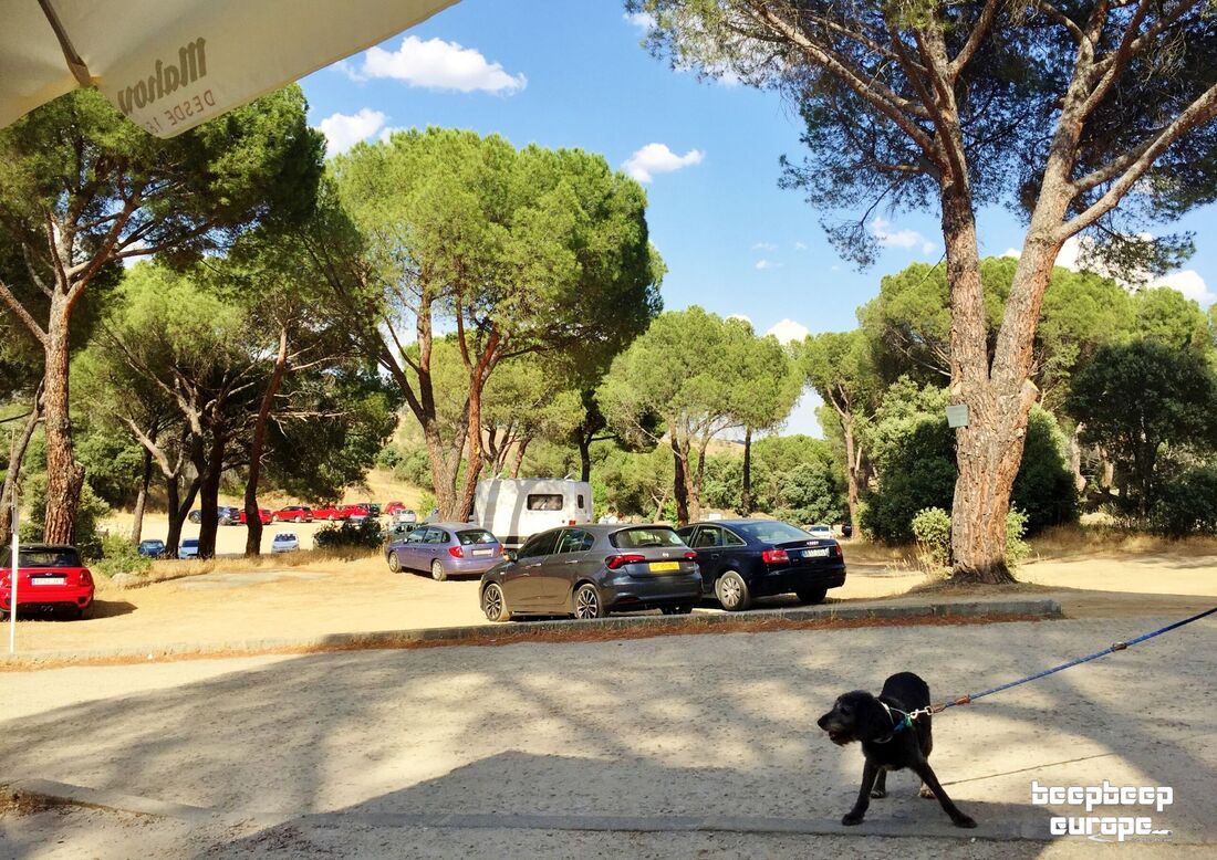 Several cars are parked between pine trees. A black dog is in the foreground on a leash pulling to go in the opposite direction.